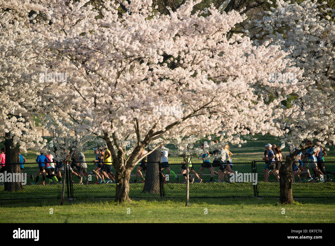WASHINGTON DC - i fiori di ciliegio raggiungono il picco di fioritura mentre i corridori partecipano all'annuale Cherry Blossom 16 Mile Run vicino al bacino delle maree. La gara è un evento importante durante il National Cherry Blossom Festival, che celebra la fioritura primaverile di alberi originariamente donati dal Giappone nel 1912. Foto Stock