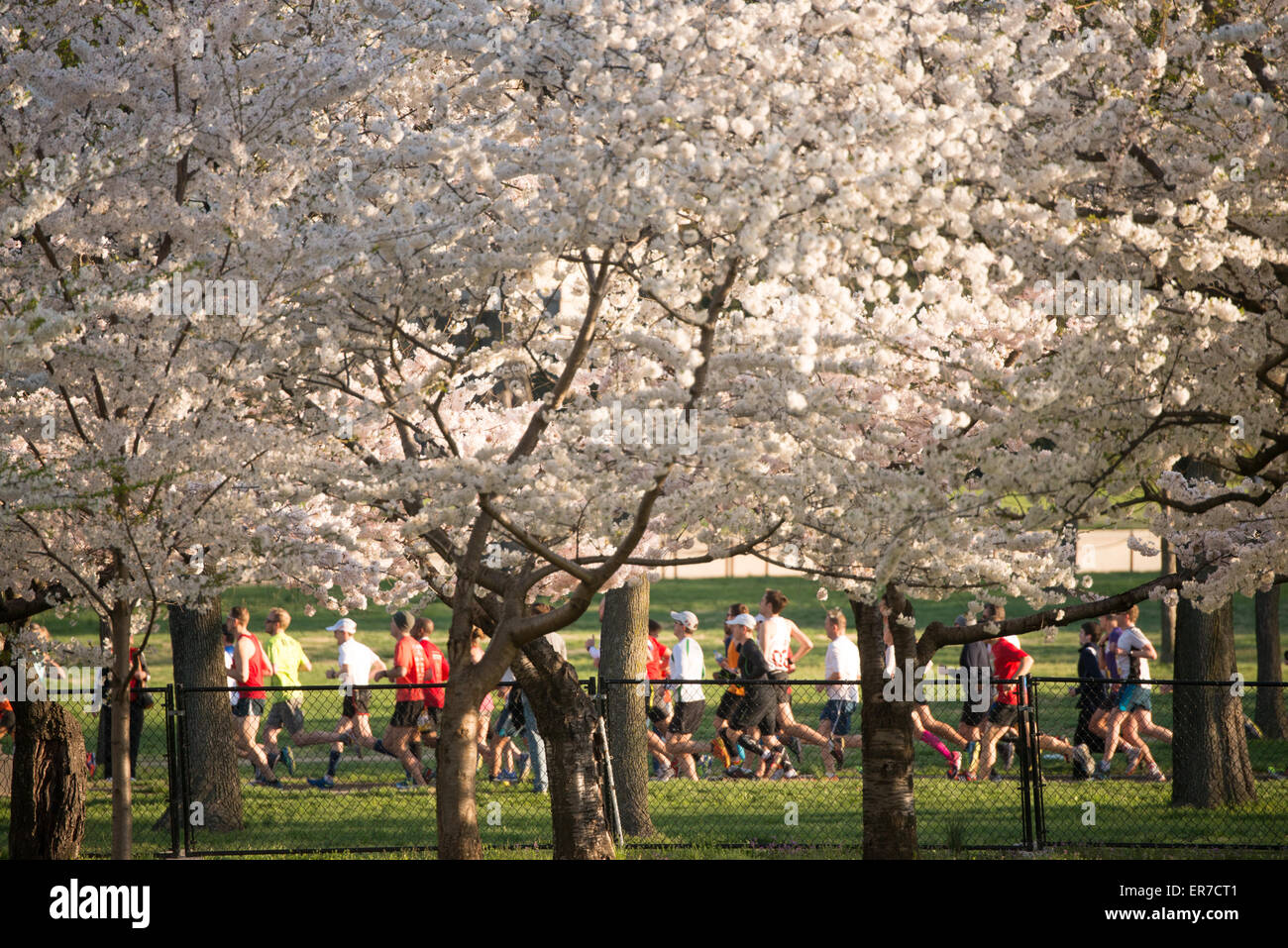 WASHINGTON DC - i ciliegi fioriscono in una cornice di picco della fioritura una vista dei corridori che partecipano all'annuale Cherry Blossom 16 Mile Run. La gara è un evento centrale del National Cherry Blossom Festival, che celebra il dono 1912 degli alberi provenienti dal Giappone. Il percorso segue spesso sentieri vicino al bacino delle maree e al fiume Potomac. Foto Stock