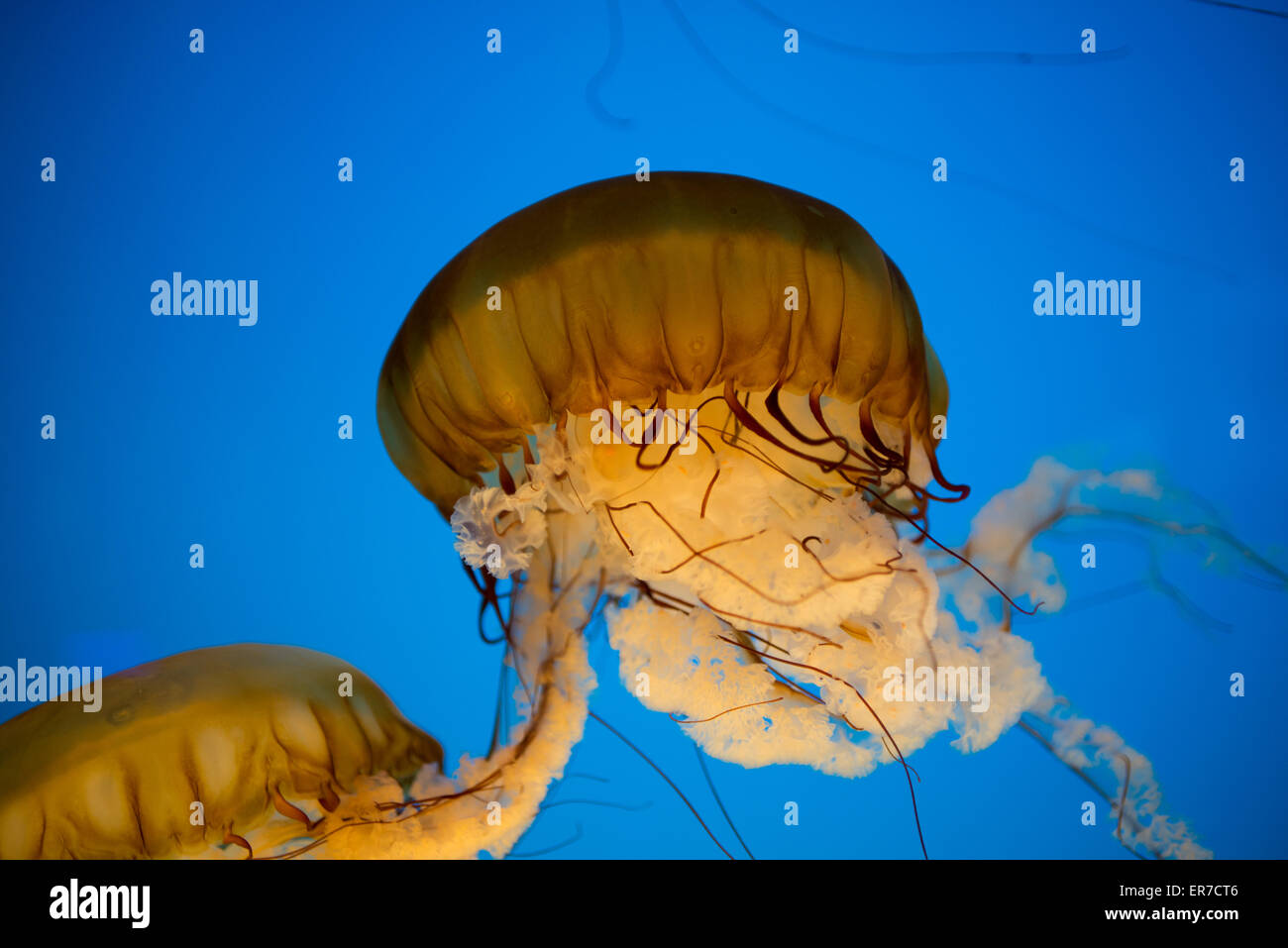 National Aquarium Jellies Exhibit Jellyfish Baltimore // BALTIMORE, Maryland - Jellyfish galleggia con grazia in una vasca specializzata presso la mostra National Aquarium's Jellies nel porto interno. Le creature traslucide, illuminate su uno sfondo scuro, mostrano la variegata collezione di vita marina dell'acquario e le mostre didattiche. Foto Stock