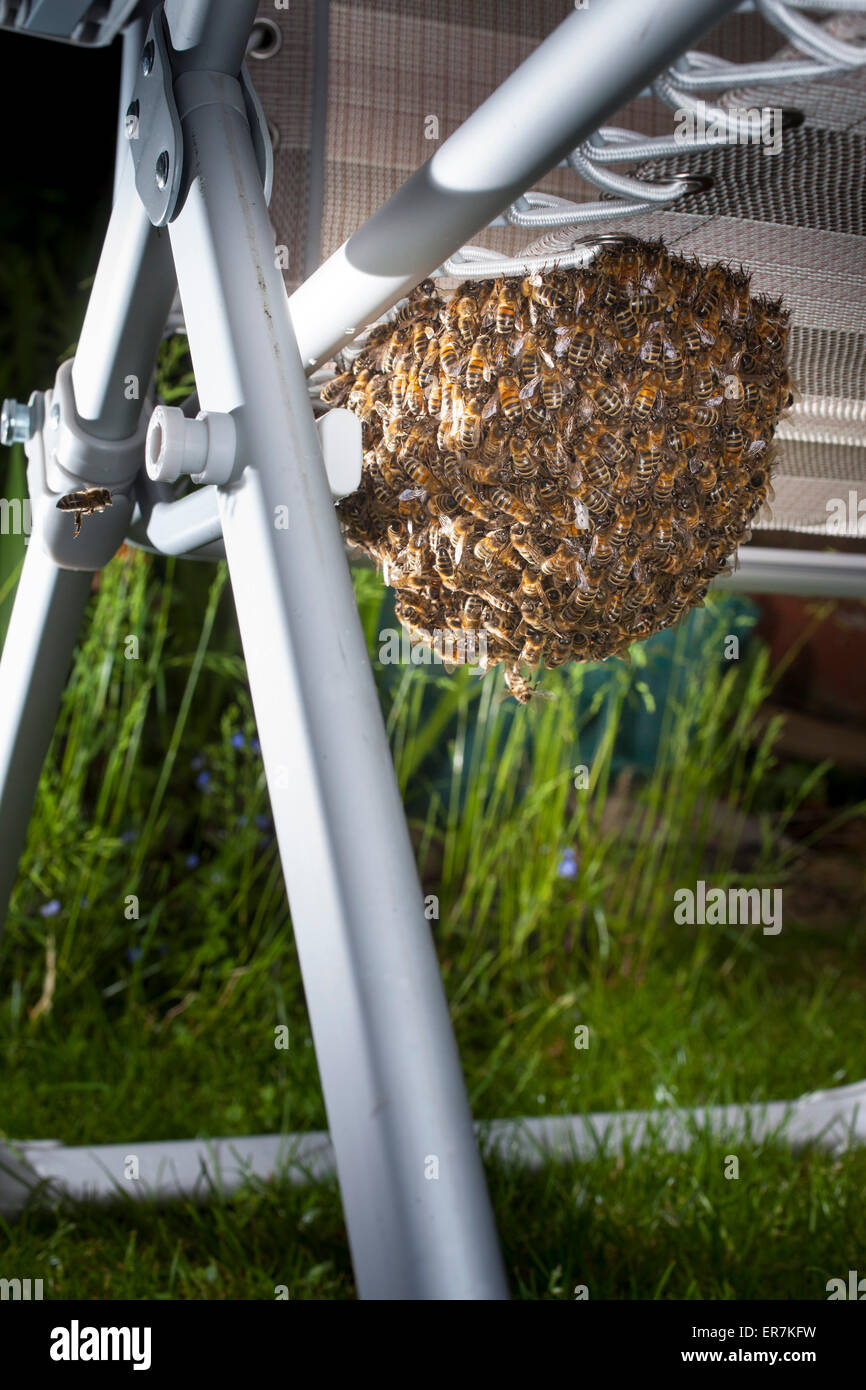 Uno sciame di api mellifere,che hanno lasciato la colonia originale, si radunano attorno al loro nuovo Queen Bee. In seguito si procederà a creare una nuova colonia. Foto Stock