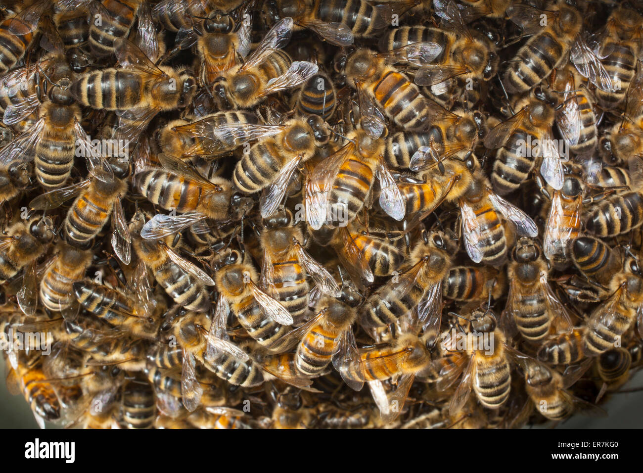 Uno sciame di api mellifere,che hanno lasciato la colonia originale, si radunano attorno al loro nuovo Queen Bee. In seguito si procederà a creare una nuova colonia. Foto Stock