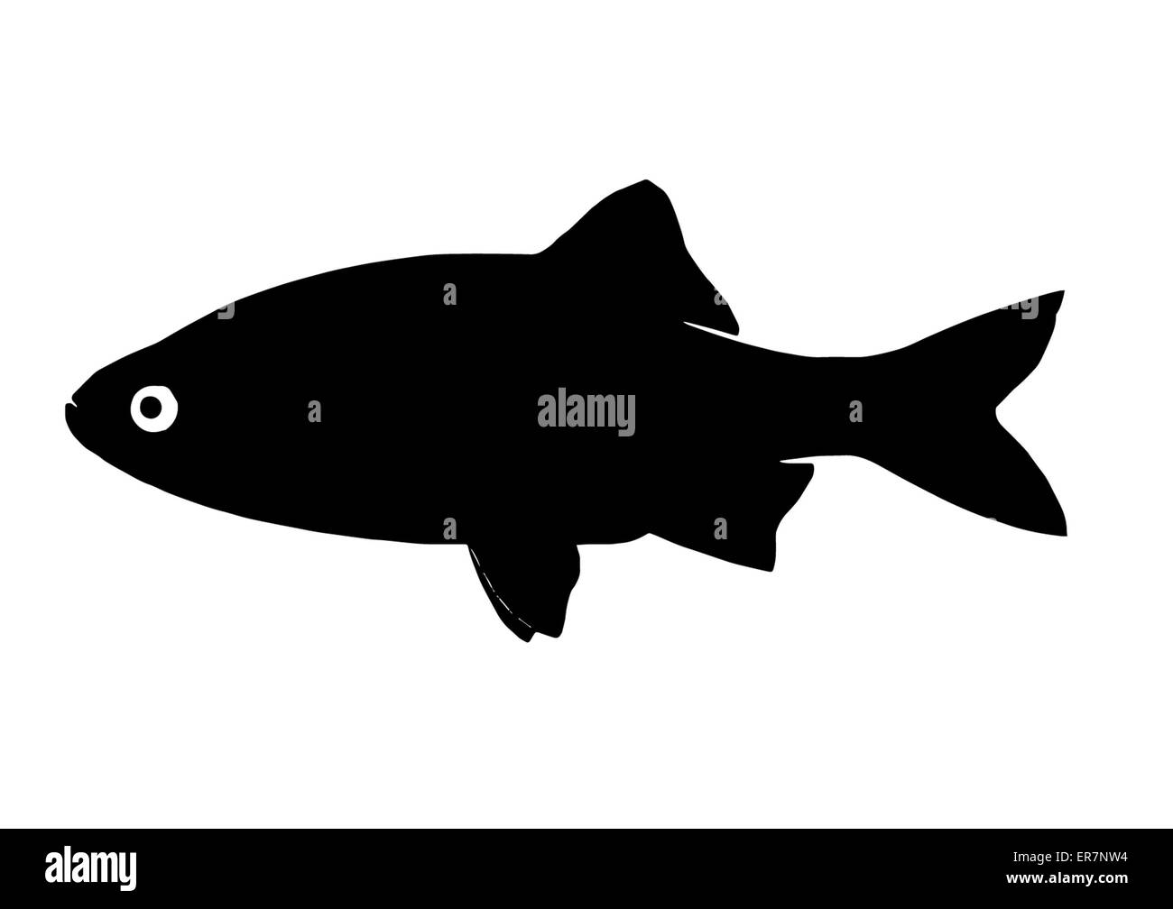 Silhouette di pesci di acqua dolce chiamato redstart. È stato chiamato dopo il colore delle sue alette. Foto Stock