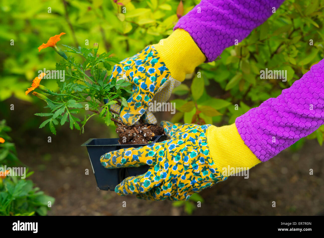 Il giardinaggio, piantagione, fiori, Donna azienda piante di fiori da piantare in giardino, donna le mani in guanti da giardinaggio Foto Stock