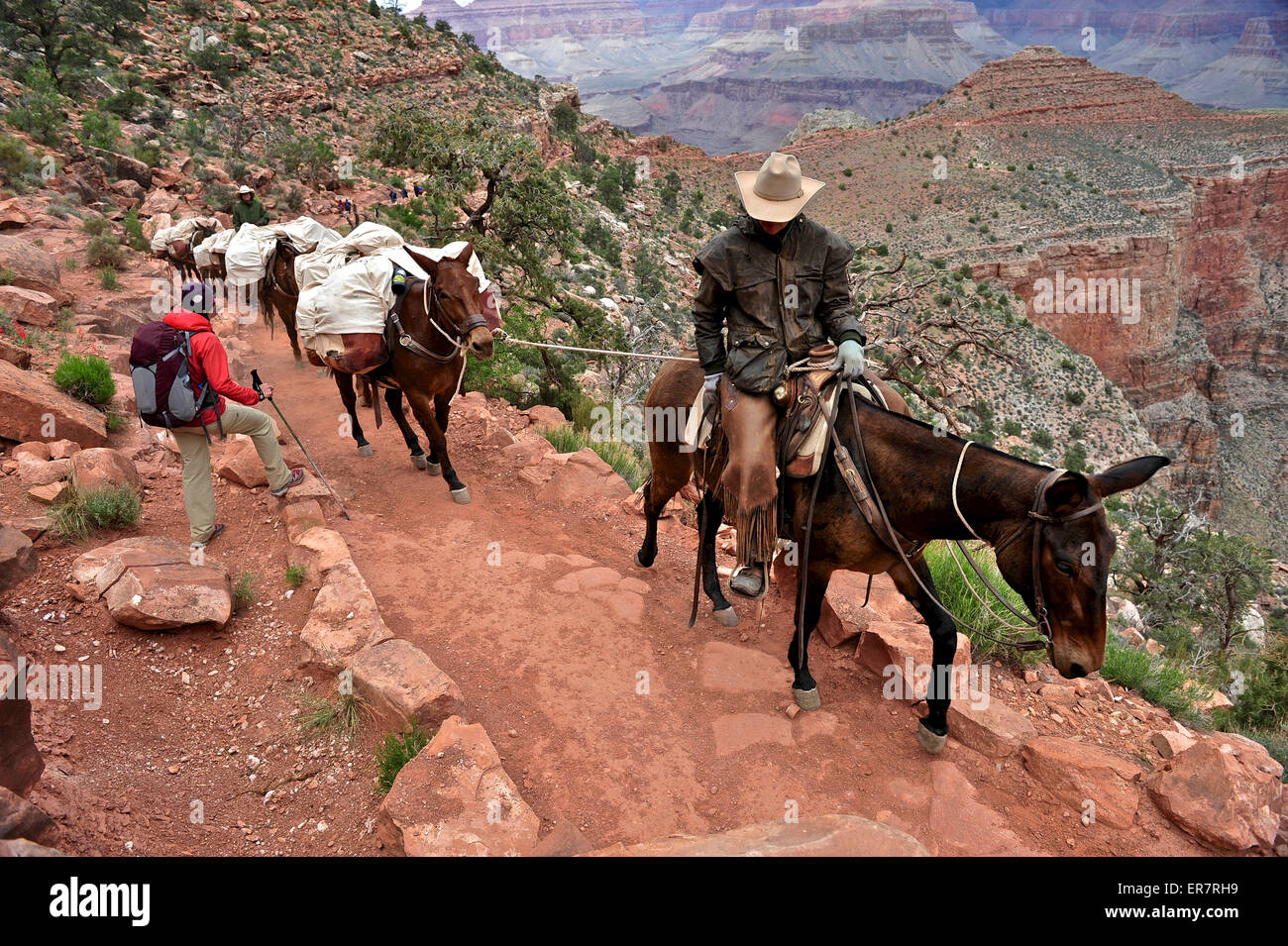 Escursionista femmina attende pack i cavalli per passare sulla South Kaibab Trail nel Parco Nazionale del Grand Canyon a nord di Williams, Arizona, maggio 2011. Foto Stock