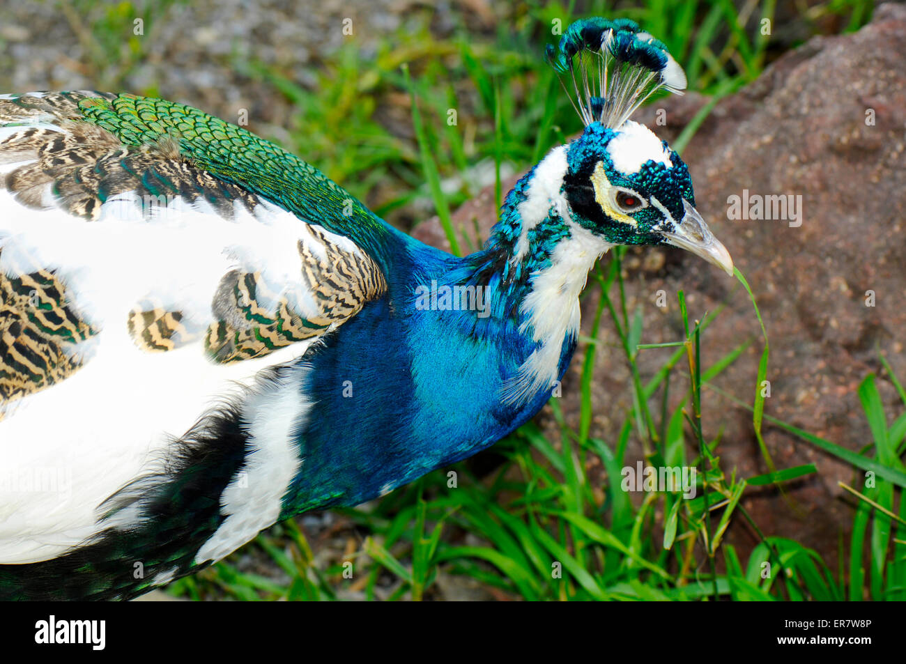 Indiano Pied blu pavone maschio closeup Foto Stock