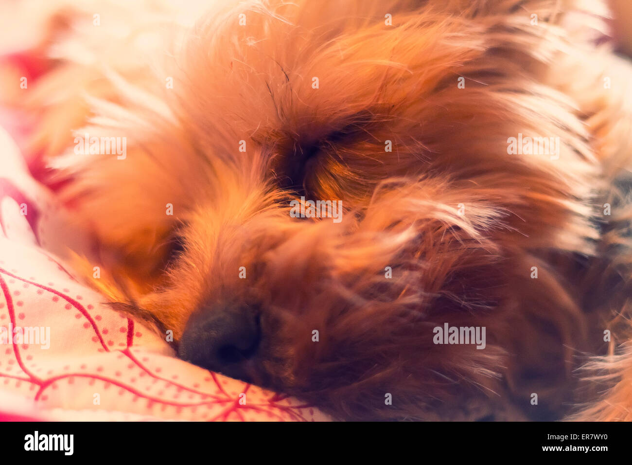 Adorable Yorkie terrier suono addormentato nel letto Foto Stock