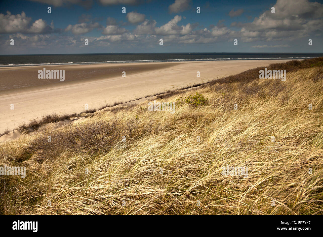 Erba di dune e la spiaggia principale, Est isola Frisone Spiekeroog, Bassa Sassonia, Germania Foto Stock