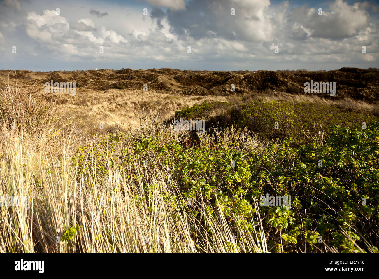Tipico paesaggio di dune, Est isola Frisone Spiekeroog, Bassa Sassonia, Germania Foto Stock