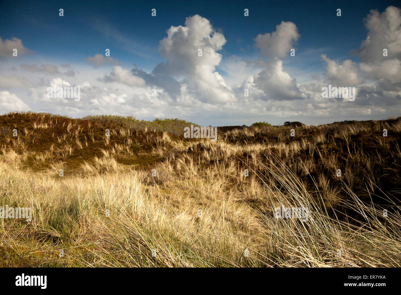 Tipico paesaggio di dune, Est isola Frisone Spiekeroog, Bassa Sassonia, Germania Foto Stock