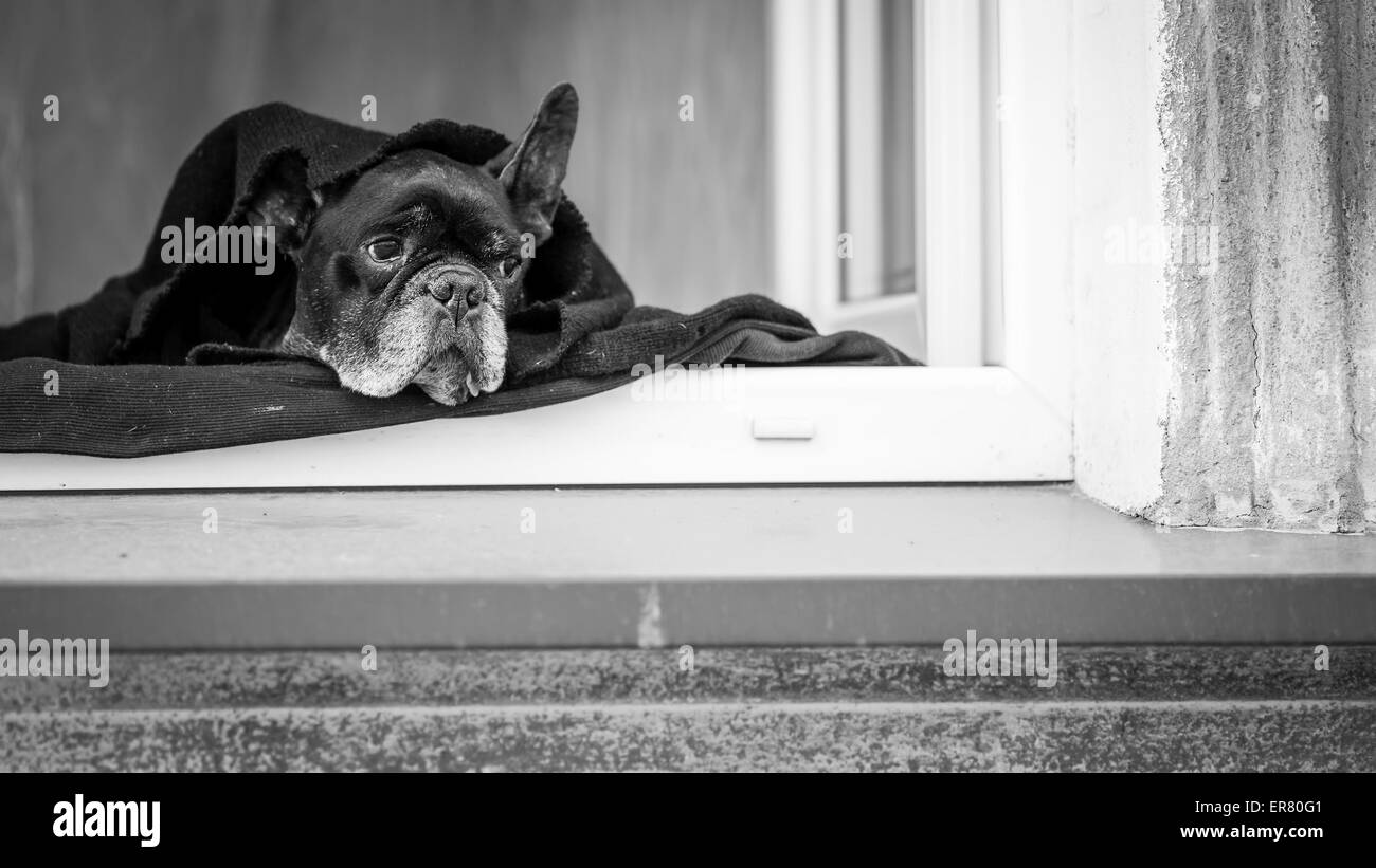 Bulldog francese giacente sul davanzale della casa. La fotografia in bianco e nero. Foto Stock