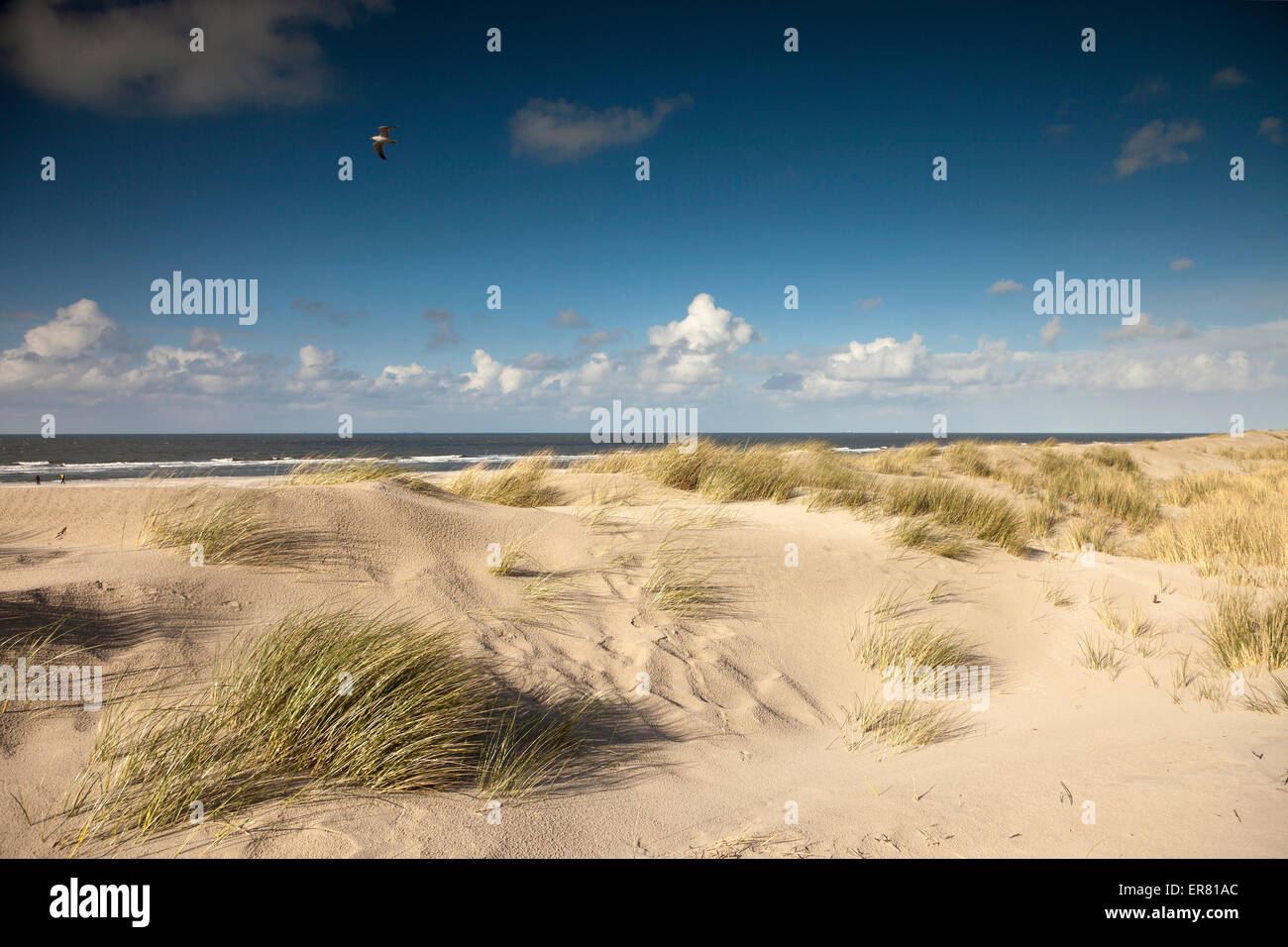 Paesaggio di dune sulla costa est isola Frisone Spiekeroog, Bassa Sassonia, Germania Foto Stock