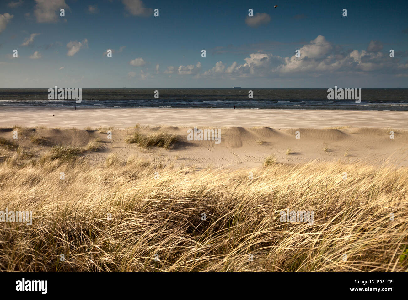 Paesaggio di dune sulla costa est isola Frisone Spiekeroog, Bassa Sassonia, Germania Foto Stock