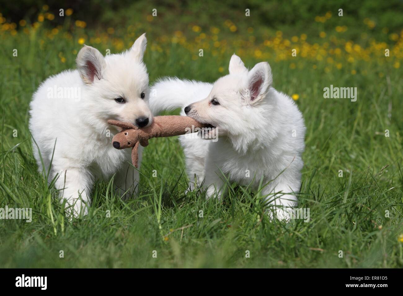 Pastore Svizzero bianco cuccioli Foto Stock