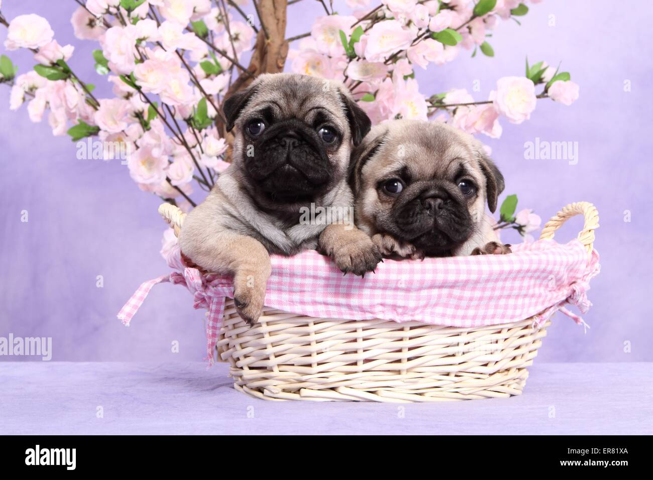 cuccioli del Pug Foto Stock