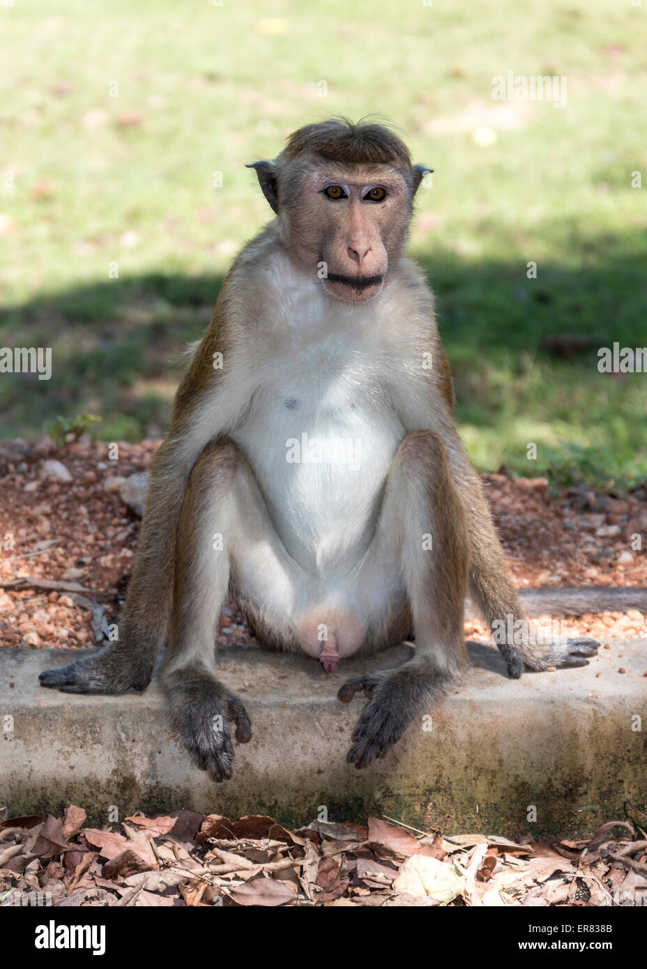 Toque Macaque - Macaca sinica, Polonnaruwa, Sri Lanka Foto Stock