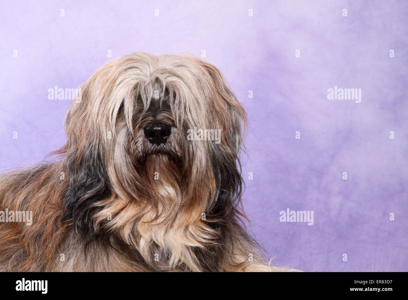 Tibetan Terrier ritratto Foto Stock
