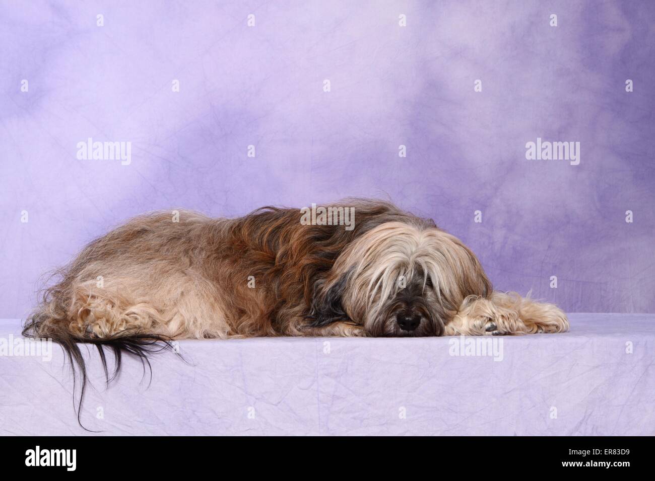 Giacente Tibetan Terrier Foto Stock