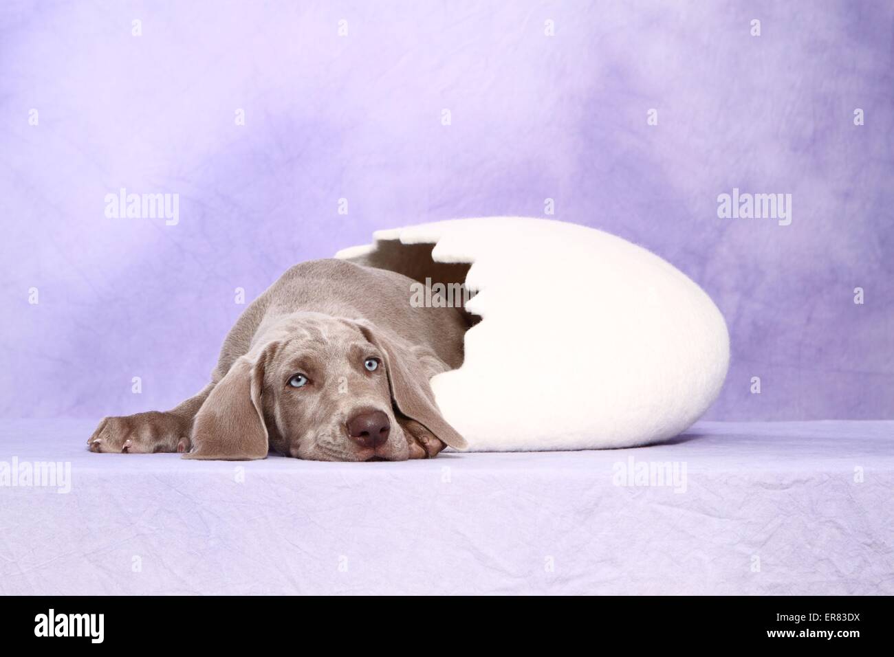 Shorthaired Weimaraner cucciolo Foto Stock