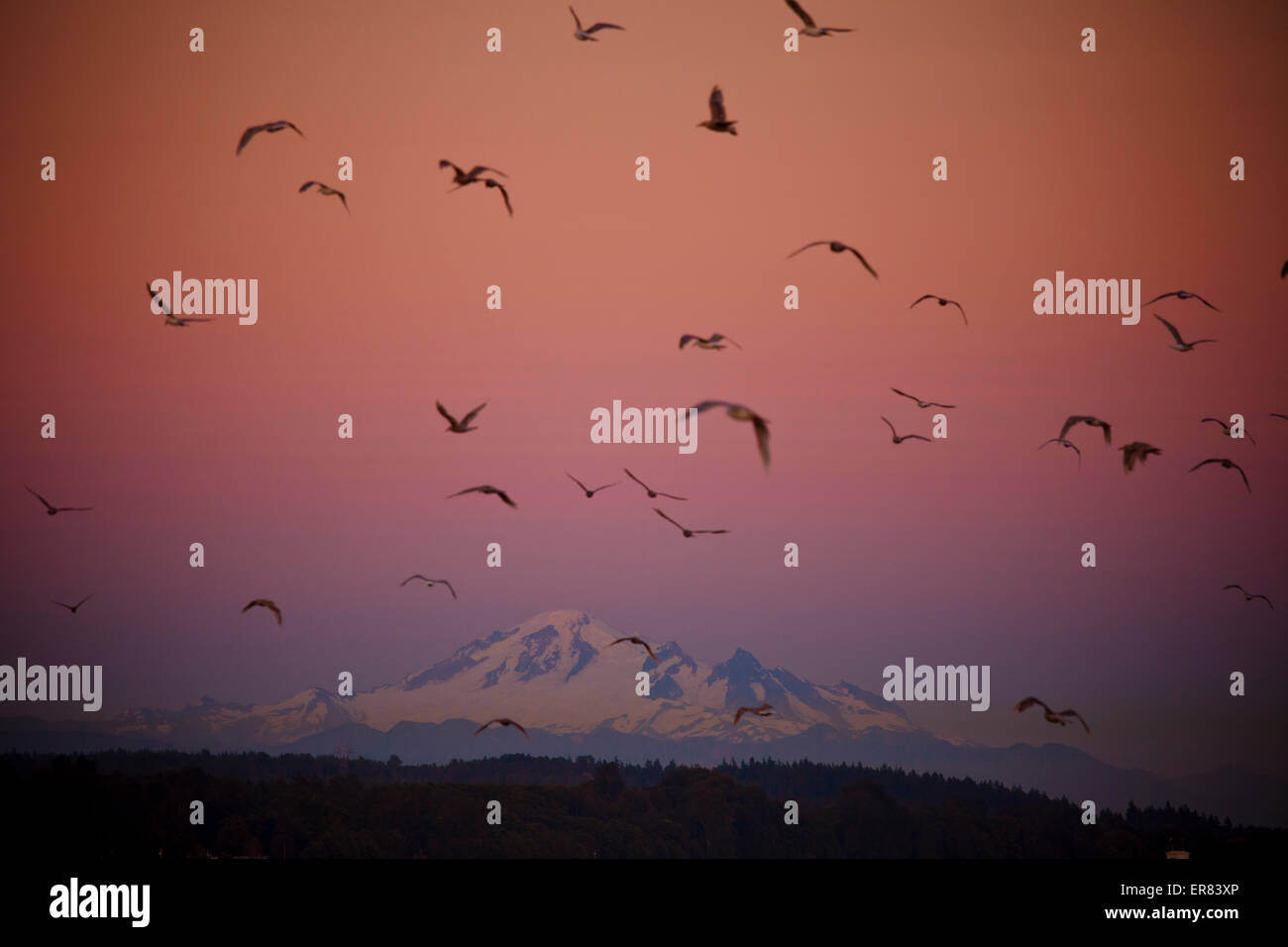 Uno stormo di uccelli in volo in parte anteriore del Mount Baker. Foto Stock