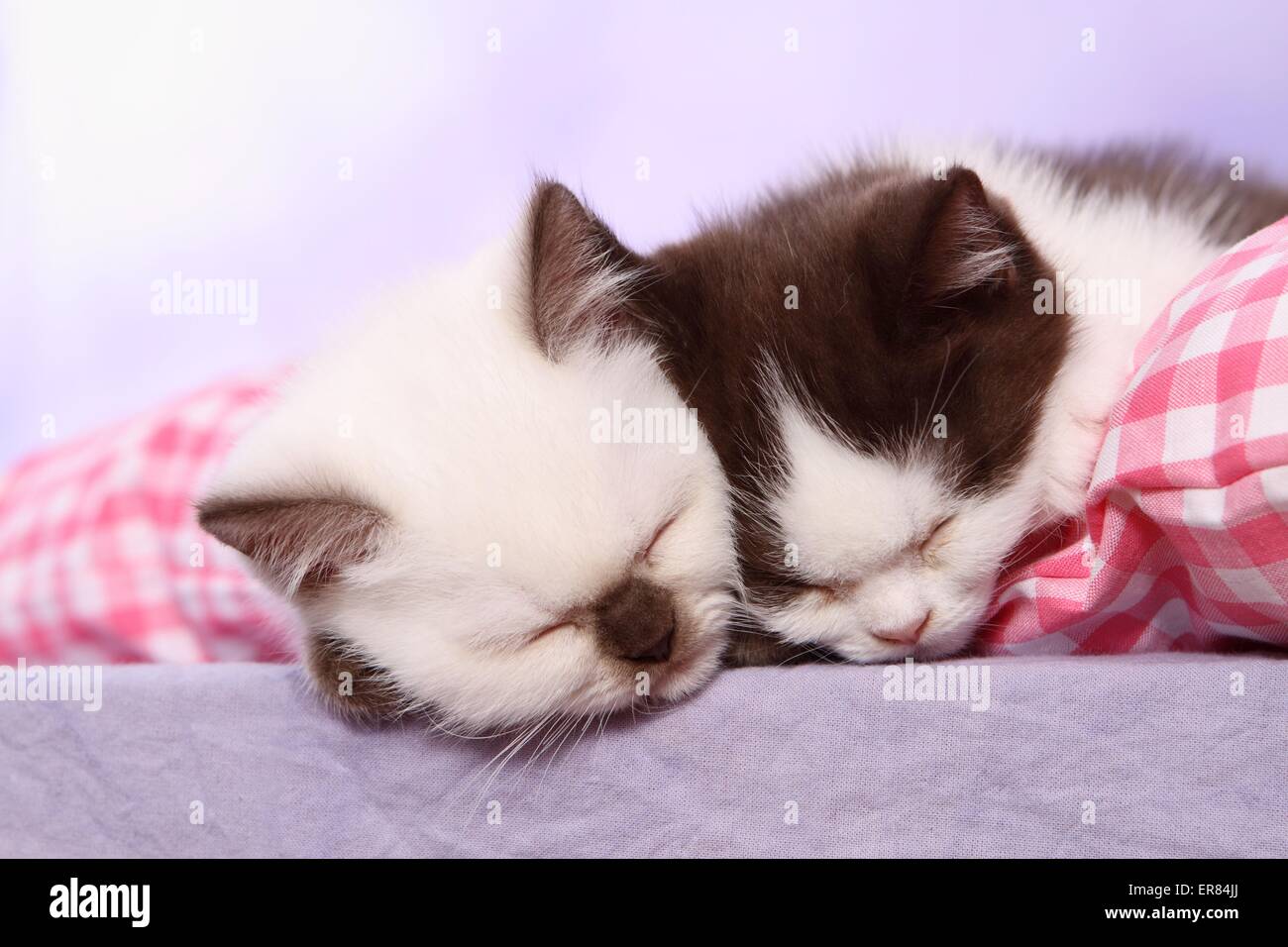 British Shorthait gattino Foto Stock