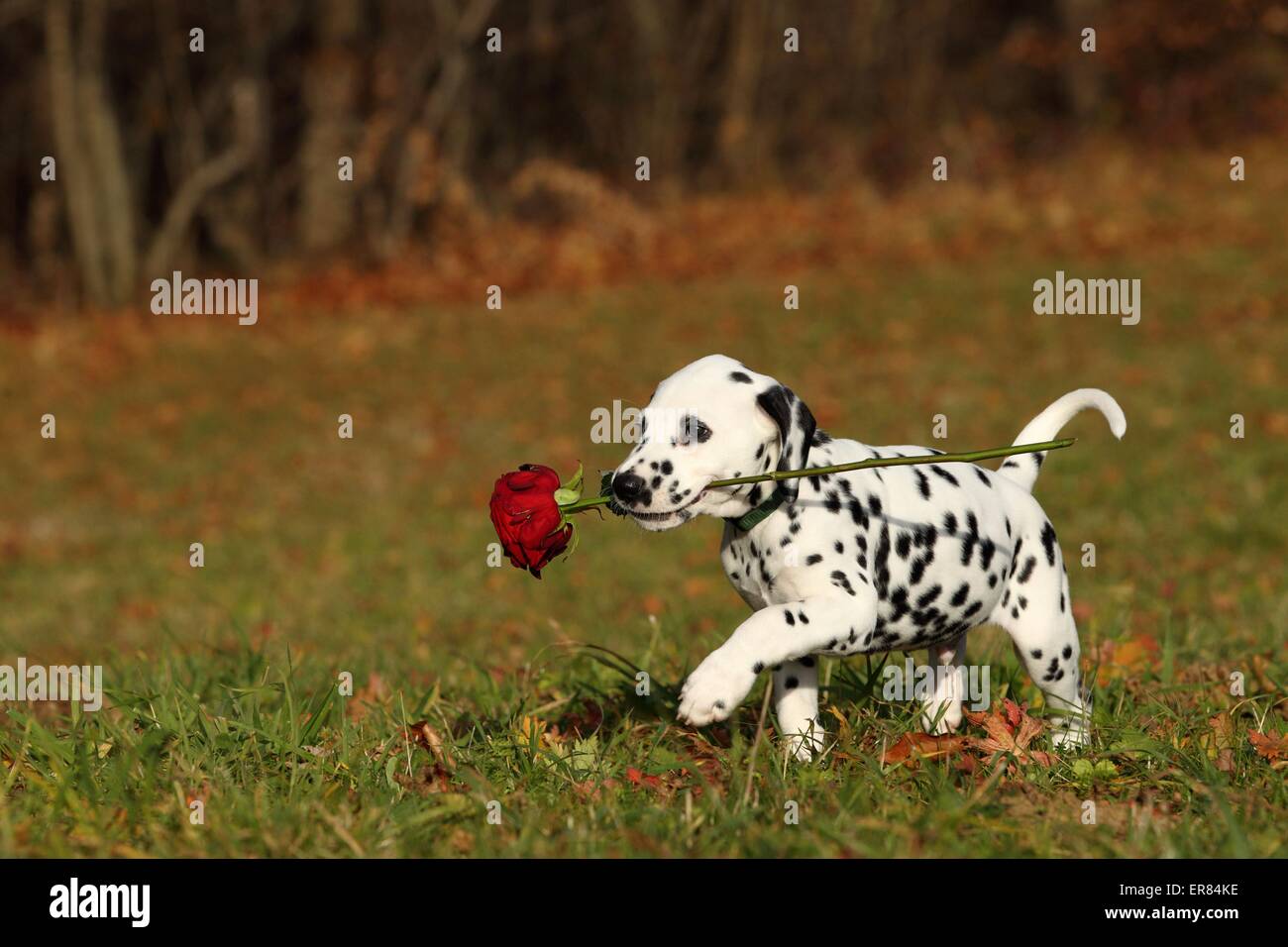 Cucciolo dalmata Foto Stock