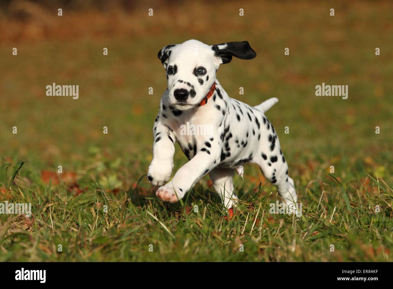 Cucciolo dalmata Foto Stock