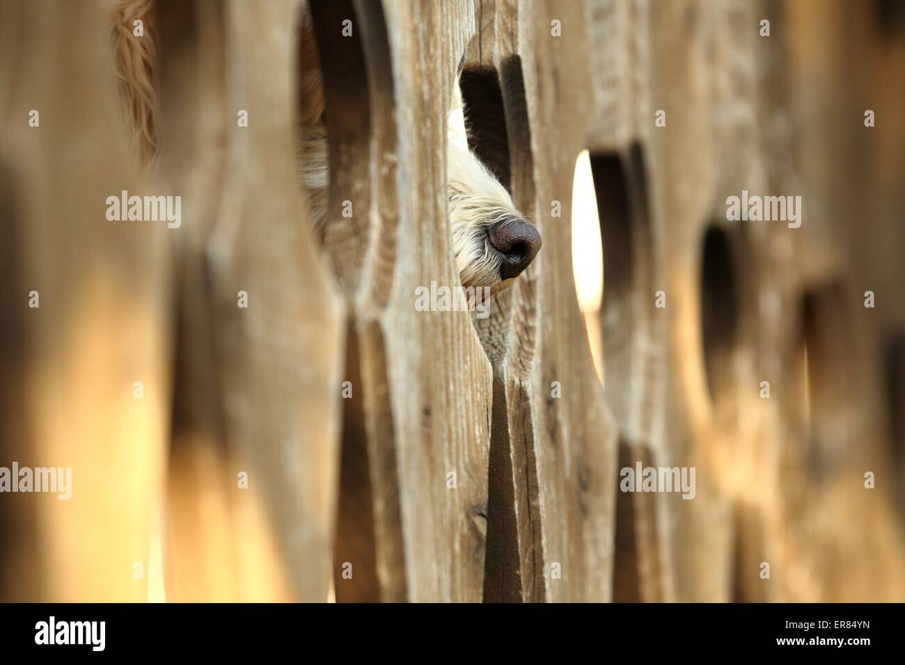 Mongrel dietro il recinto Foto Stock