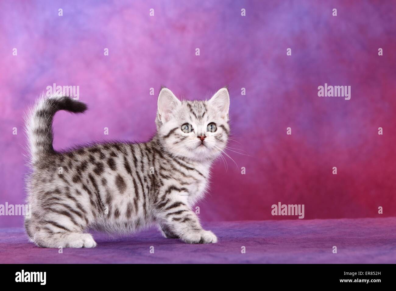British Shorthair kitten Foto Stock