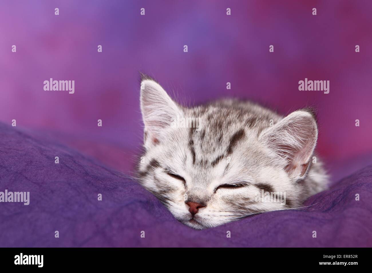 British Shorthair kitten Foto Stock