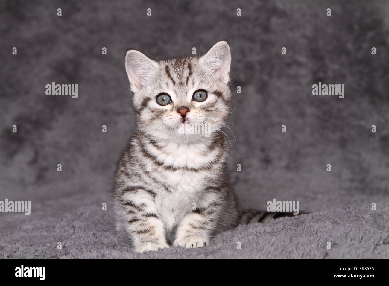 British Shorthair kitten Foto Stock