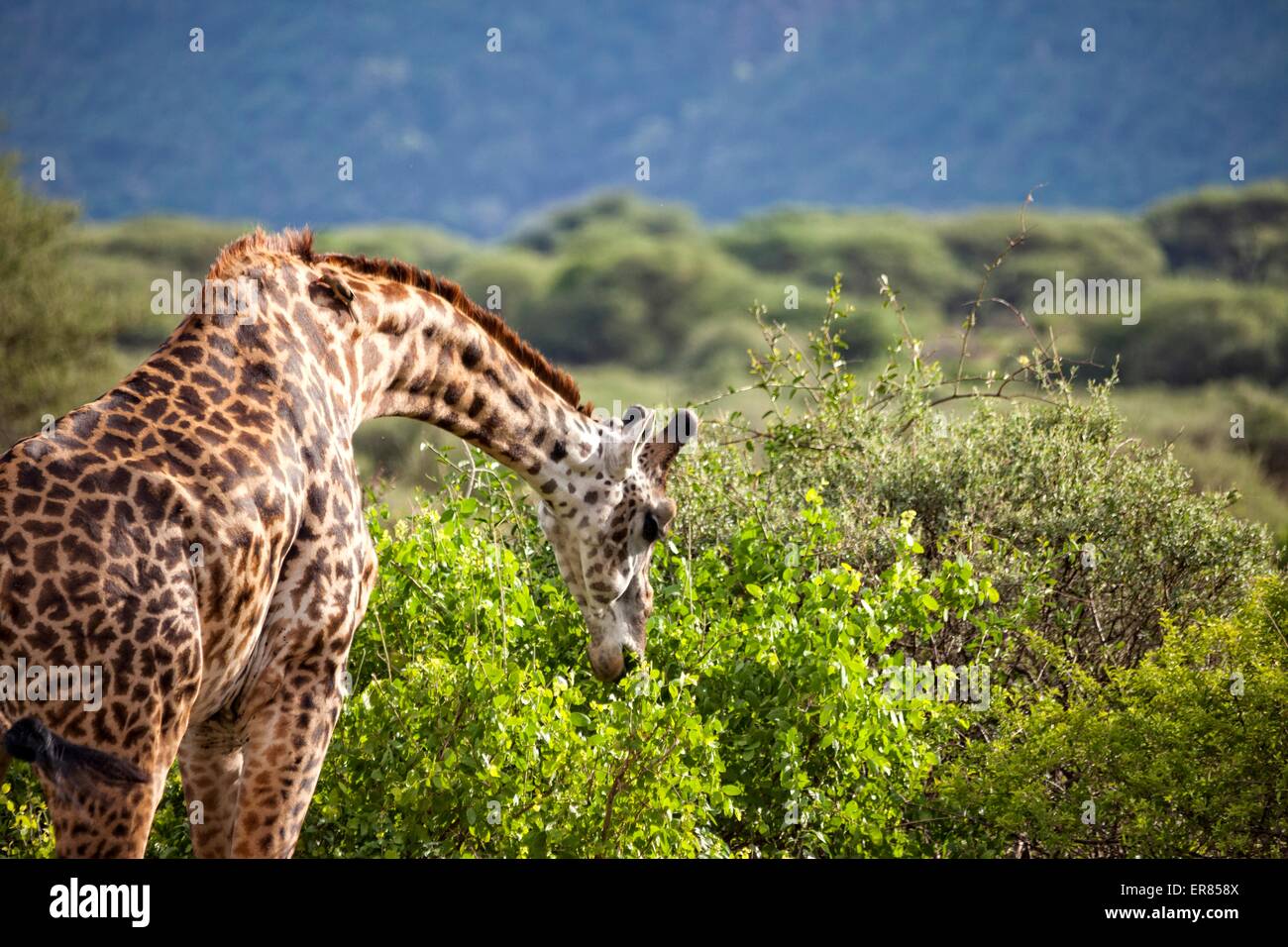 Safari al Lago Manyara National Park, Tanzania Foto Stock