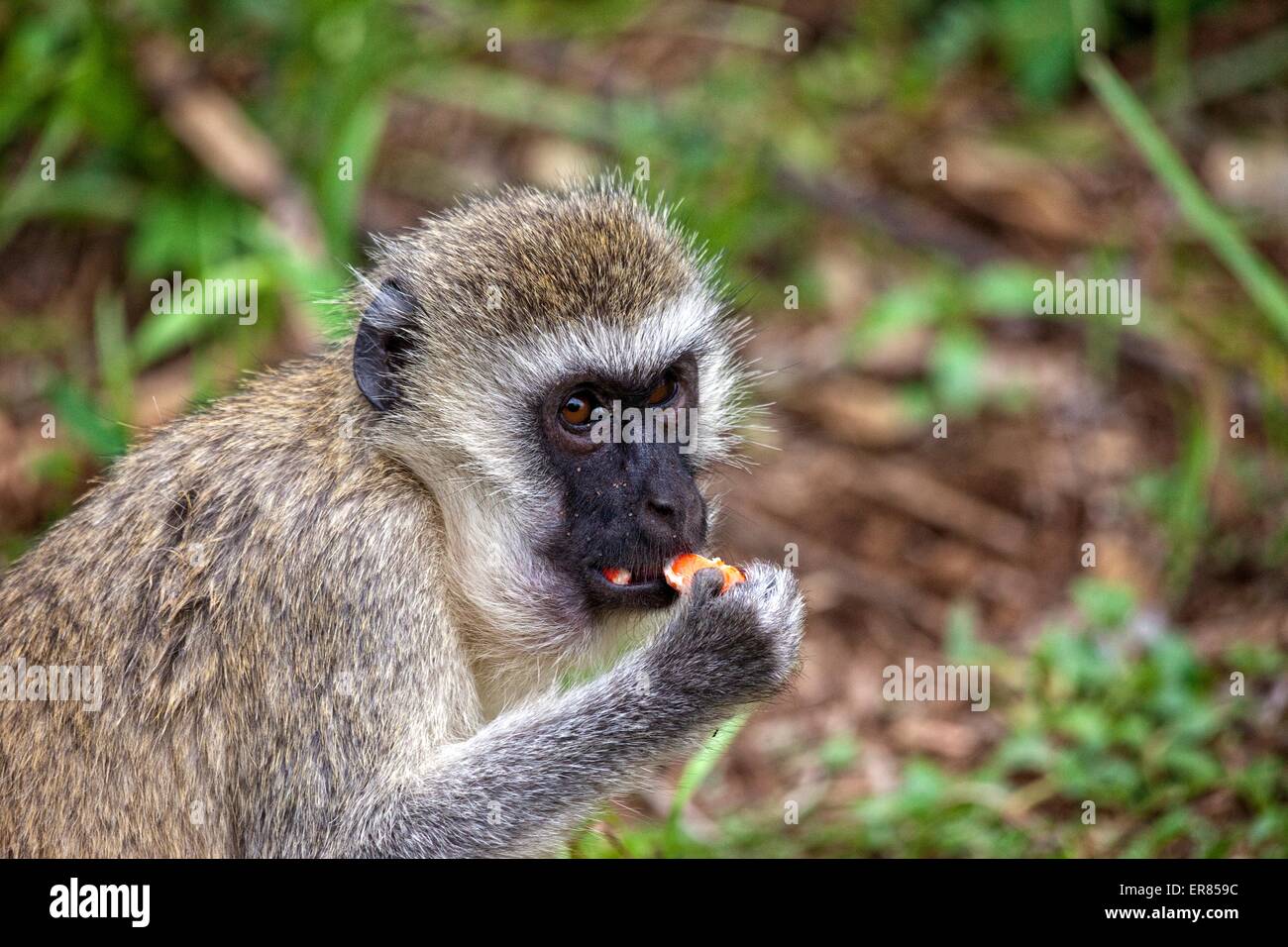 Safari al Lago Manyara National Park, Tanzania Foto Stock