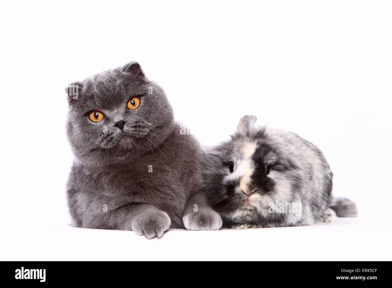 Scottish Fold e coniglio nano Foto Stock