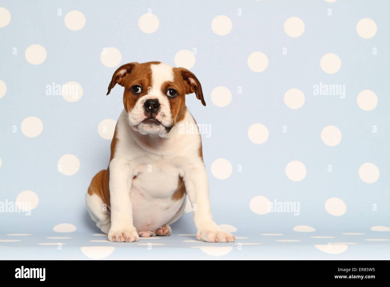 Continental Bulldog cucciolo Foto Stock