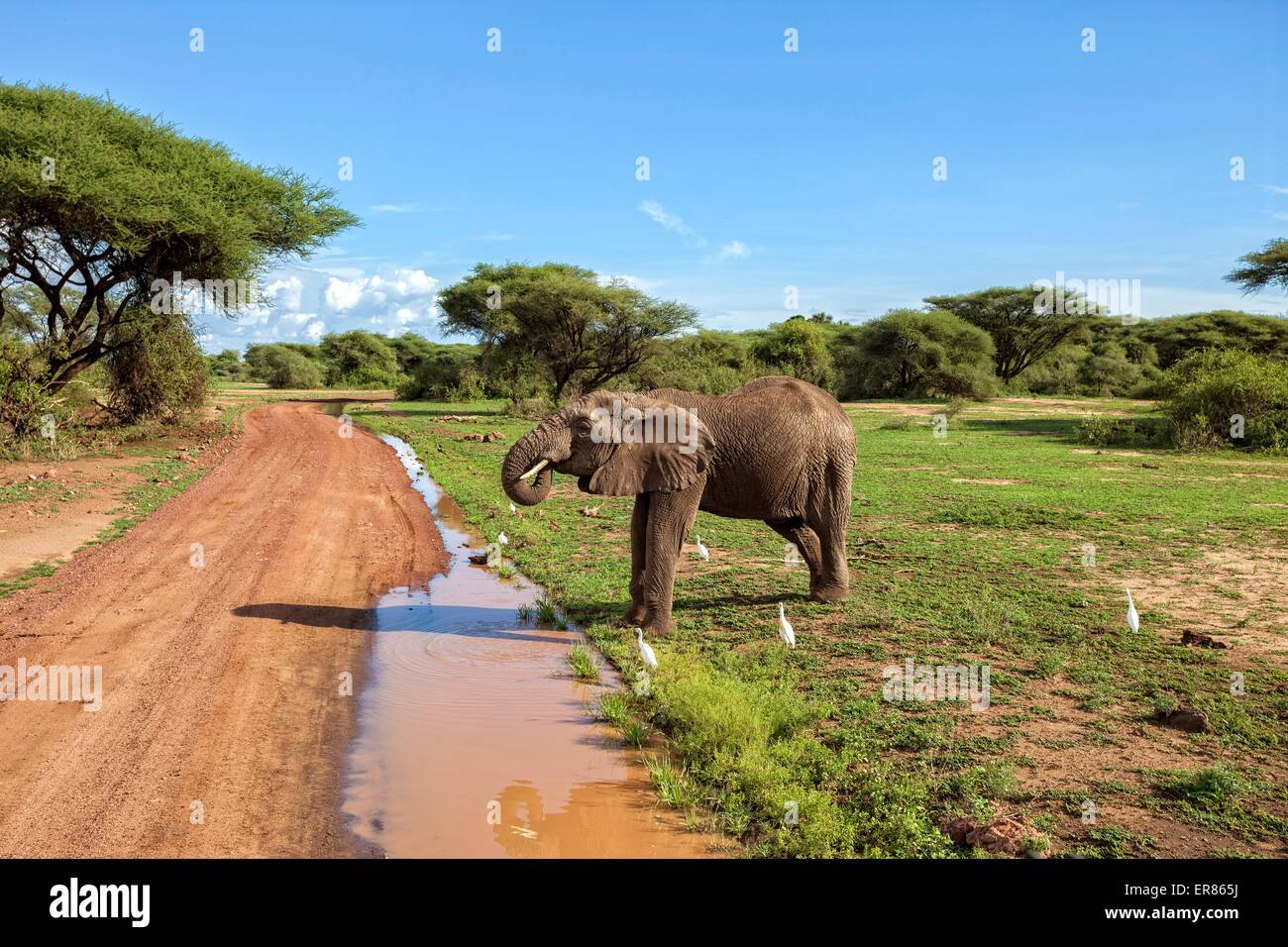Safari al Lago Manyara National Park, Tanzania Foto Stock