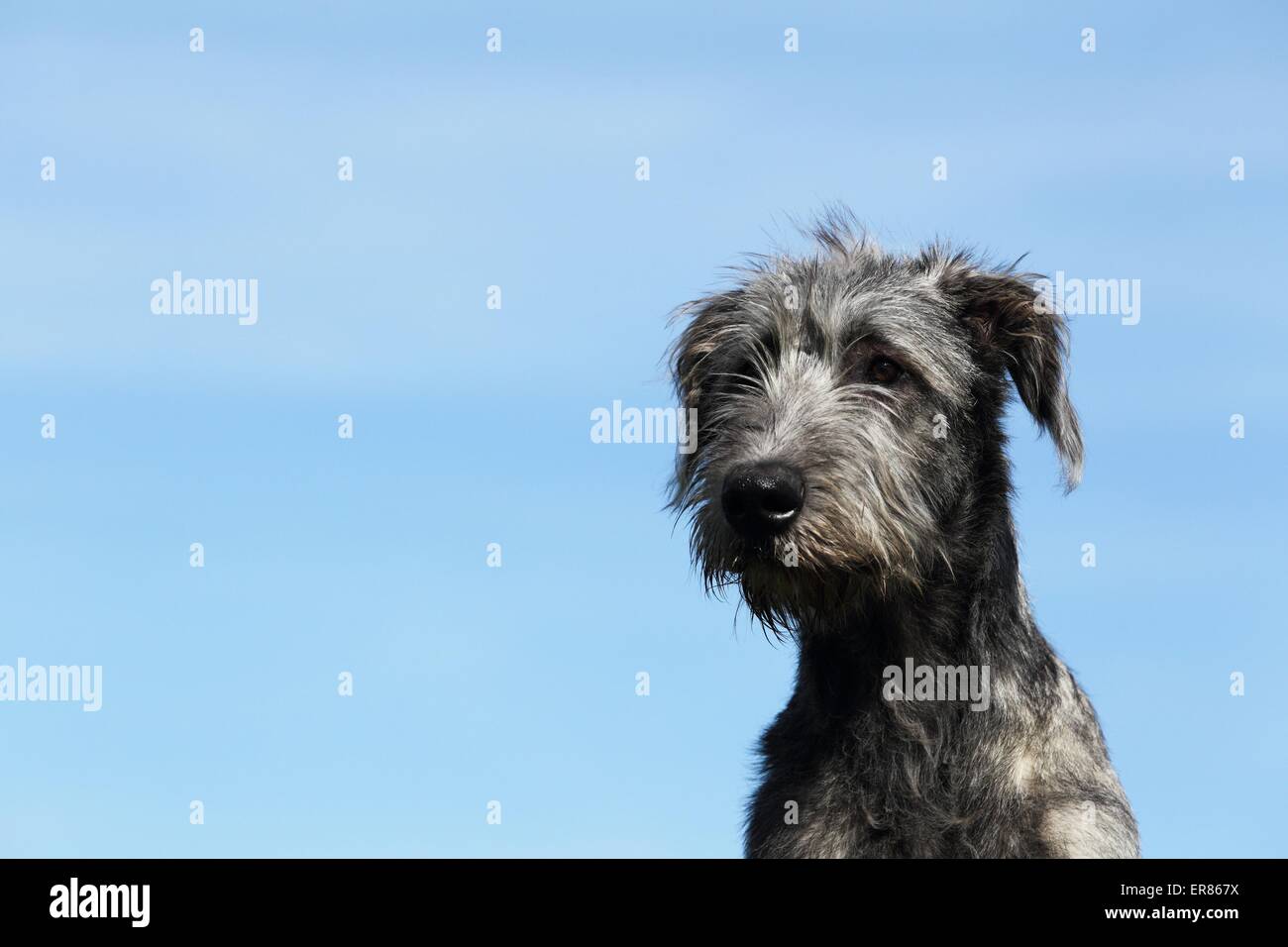 Irish Wolfhound ritratto Foto Stock