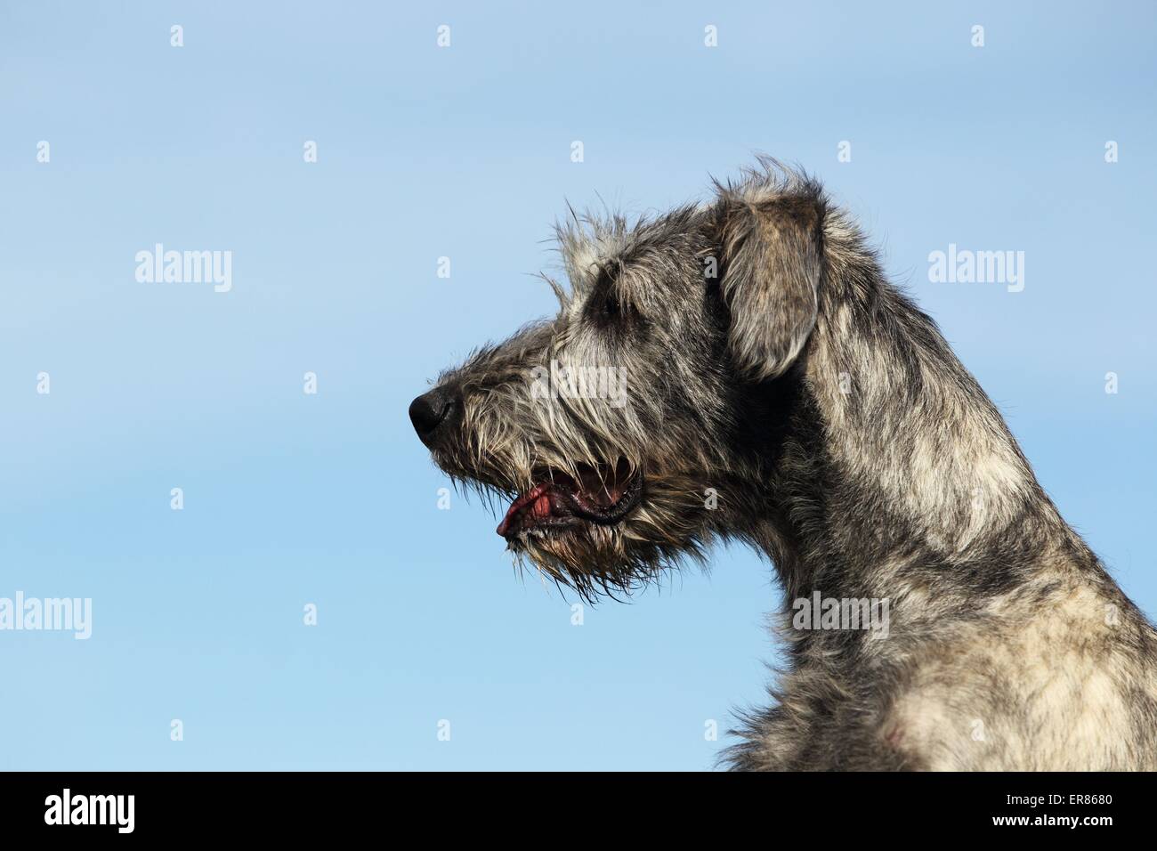 Irish Wolfhound ritratto Foto Stock