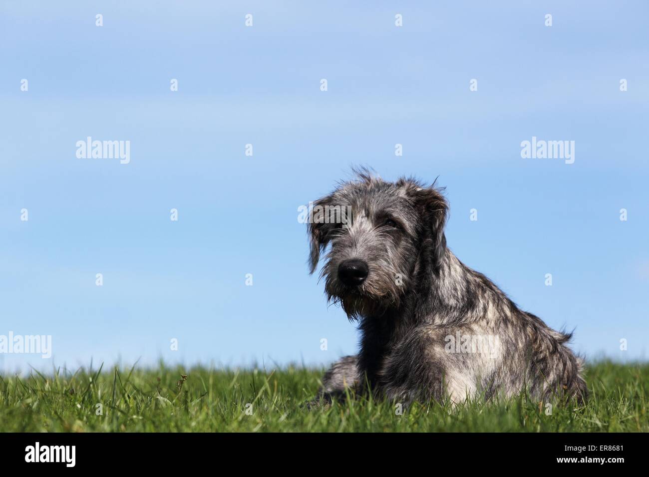 Giacente Irish Wolfhound Foto Stock