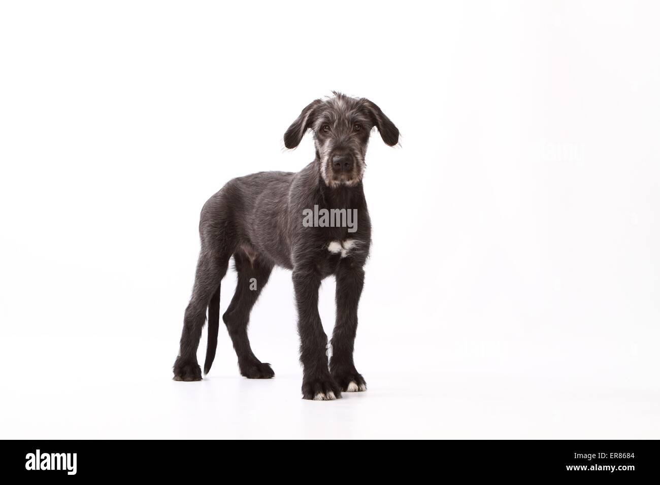 Giovani Irish Wolfhound Foto Stock