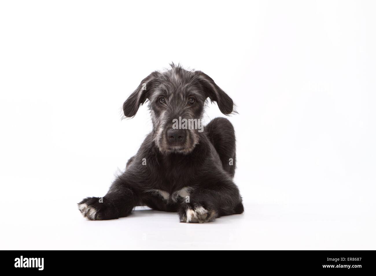 Giovani Irish Wolfhound Foto Stock