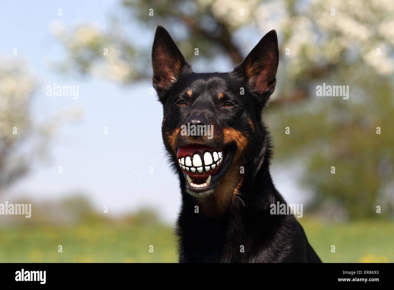 Australian Kelpie ritratto Foto Stock