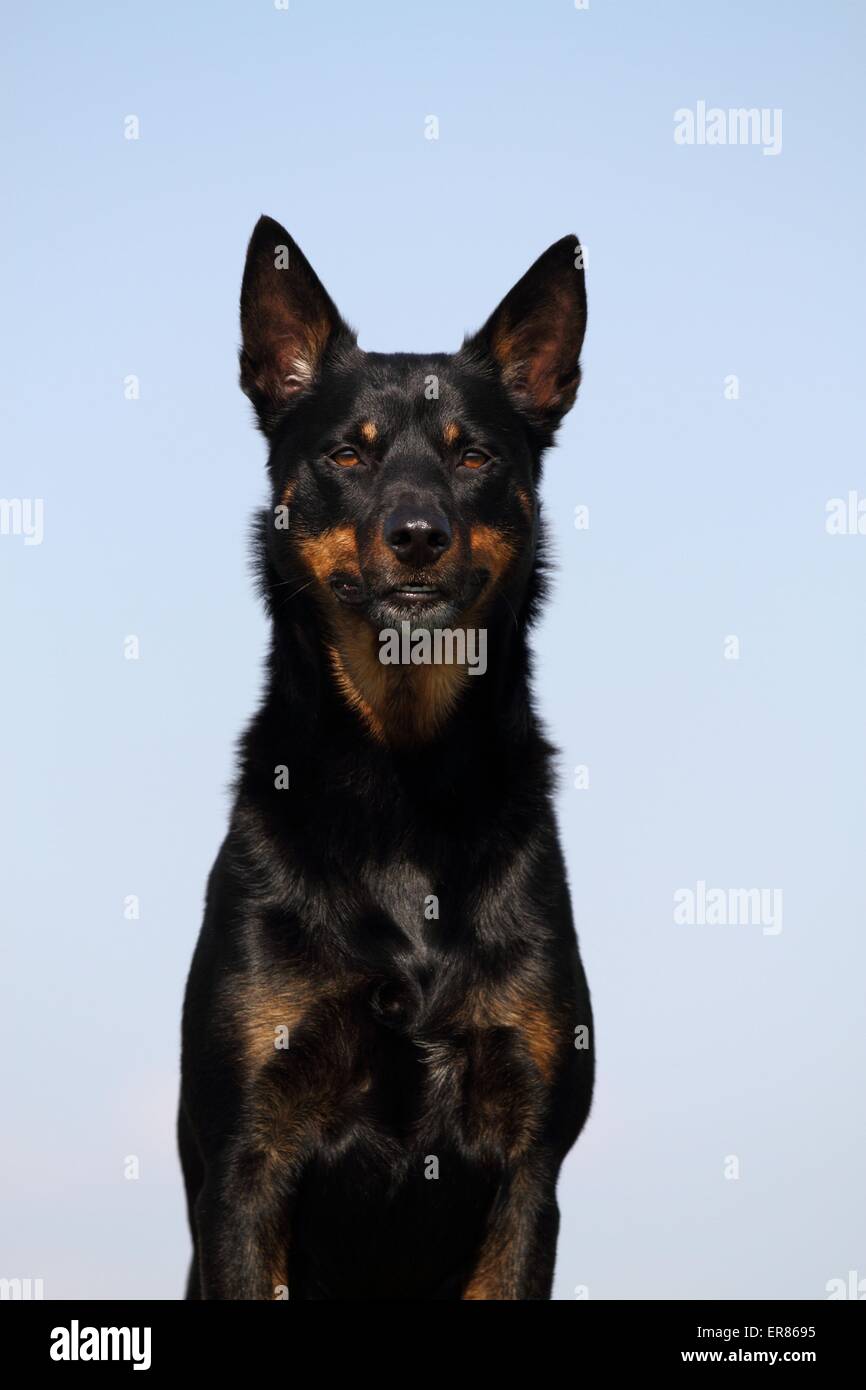 Australian Kelpie ritratto Foto Stock