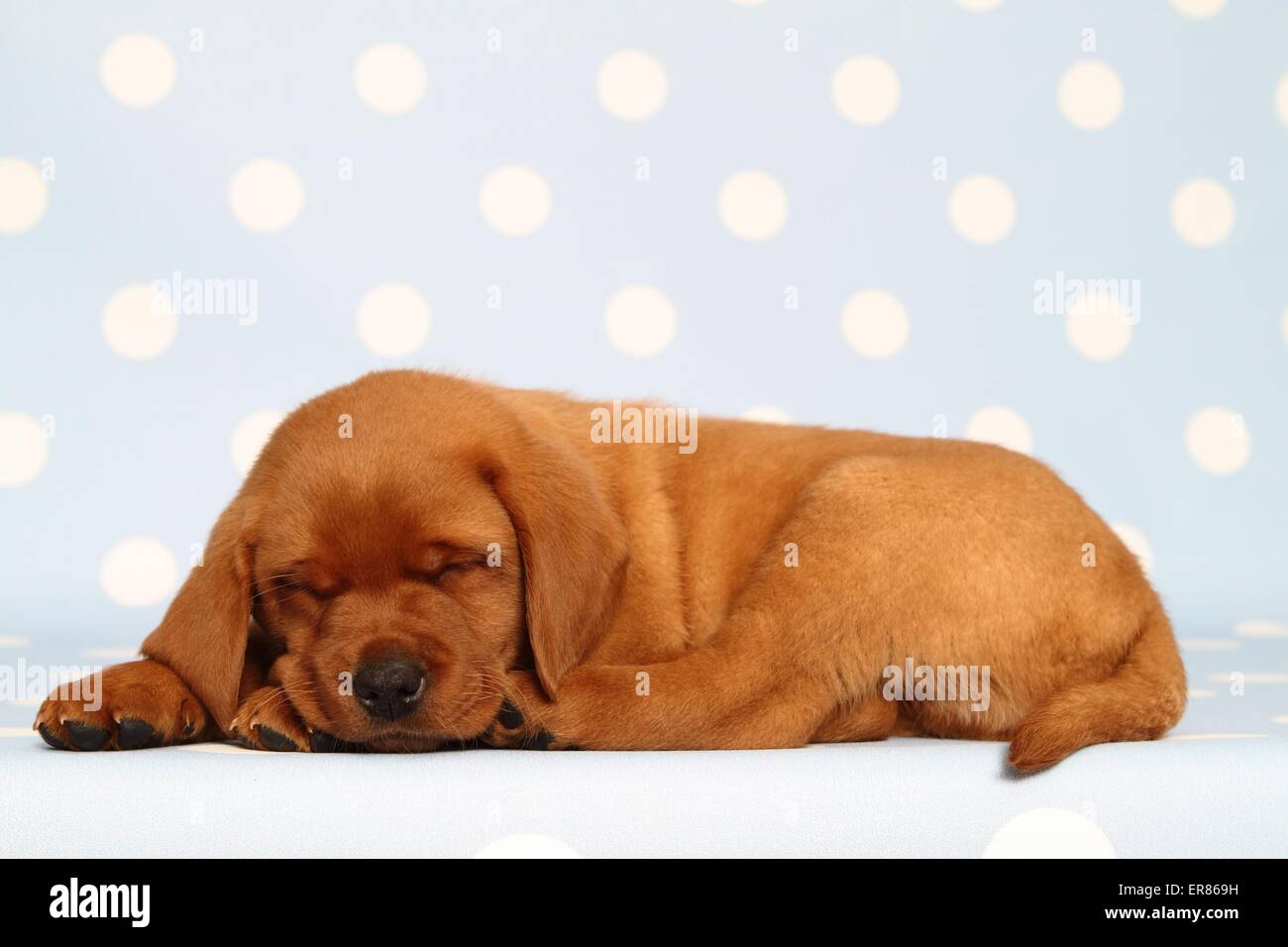 Il Labrador Retriever cucciolo Foto Stock