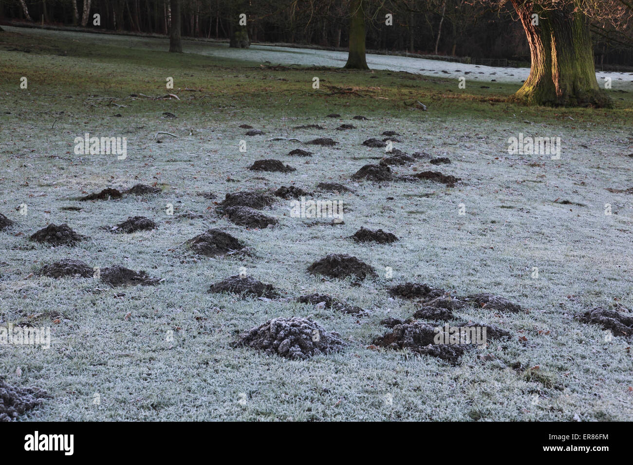 Molehills su un gelido mattino Foto Stock