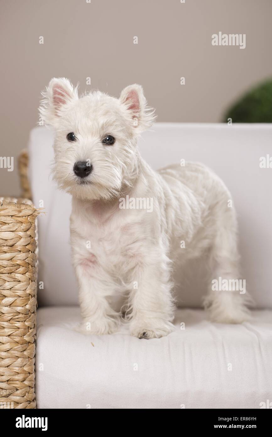 Giovani West Highland White Terrier Foto Stock