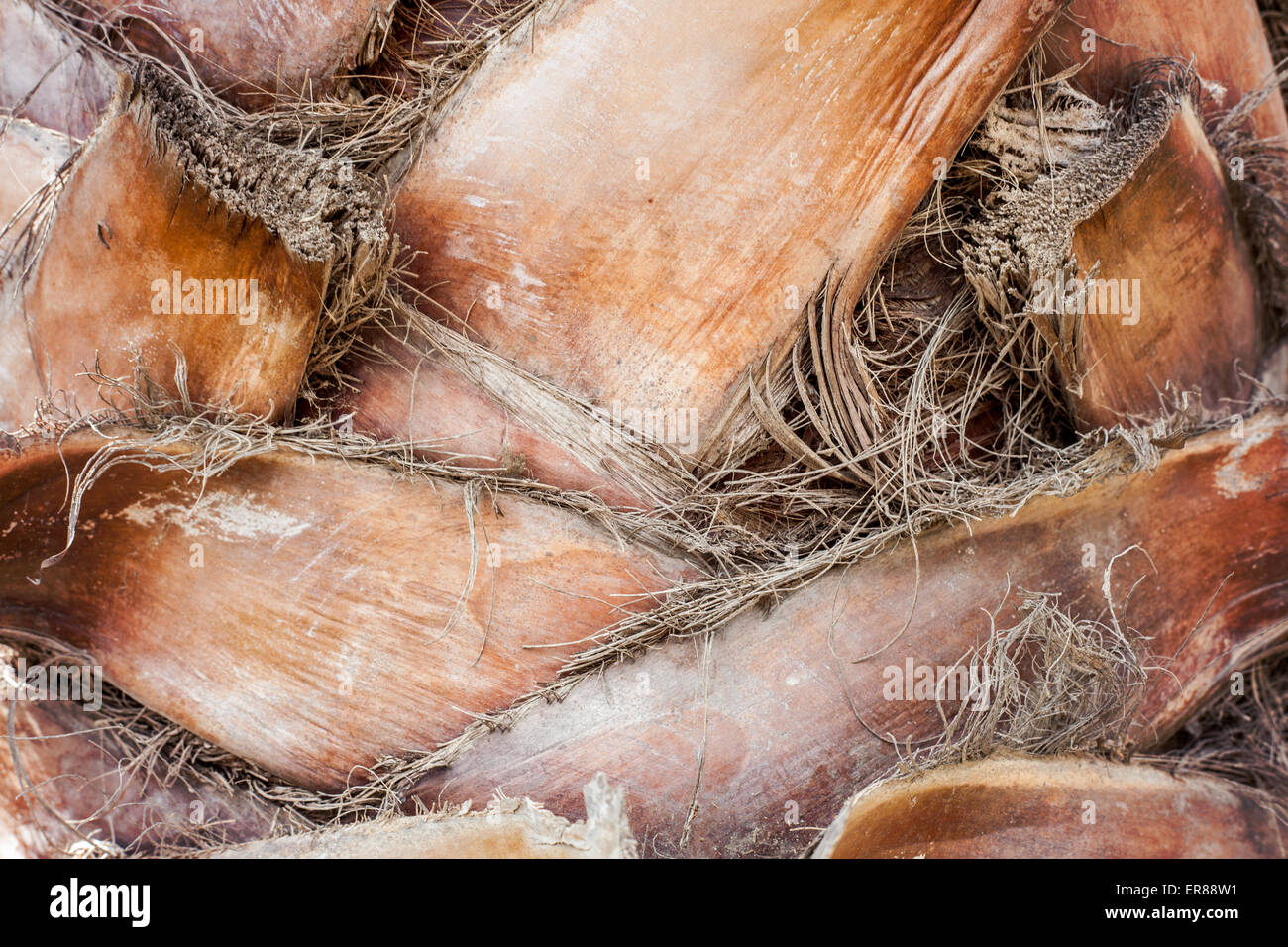 Palm tree tronco dettaglio texture di sfondo Foto Stock