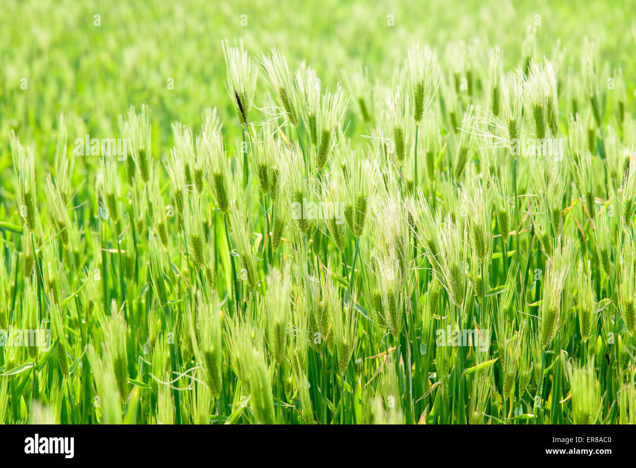 Close-up di verde campo di orzo in Gapado Isola di Jeju Island in Corea. Foto Stock