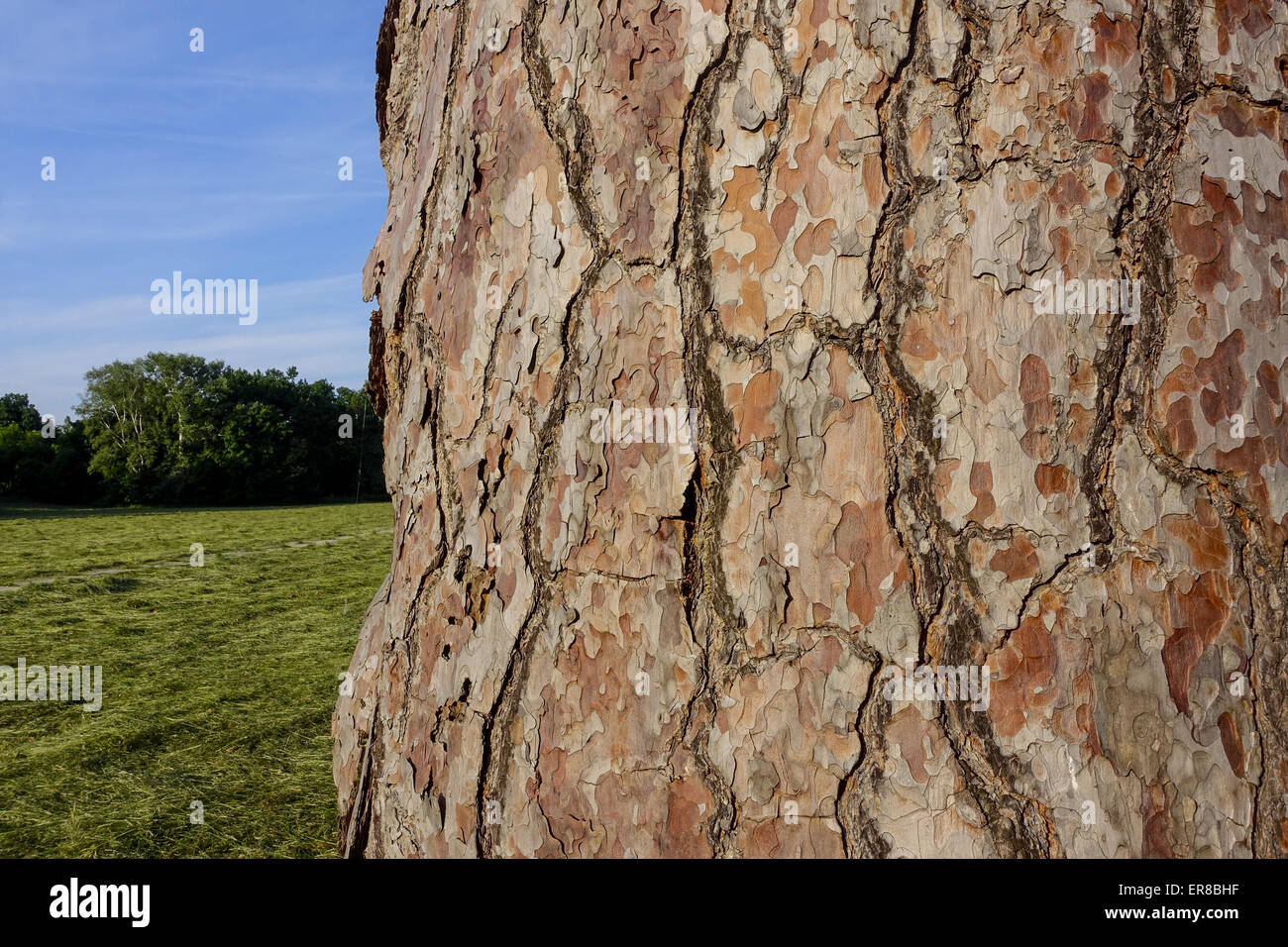 Schlangenhautkiefer (Pinus sp.), Landschaftsgarten, UNESCO Weltkulturerbe, Lednice, Kreis Breclav Südmähren, Tschechien Foto Stock