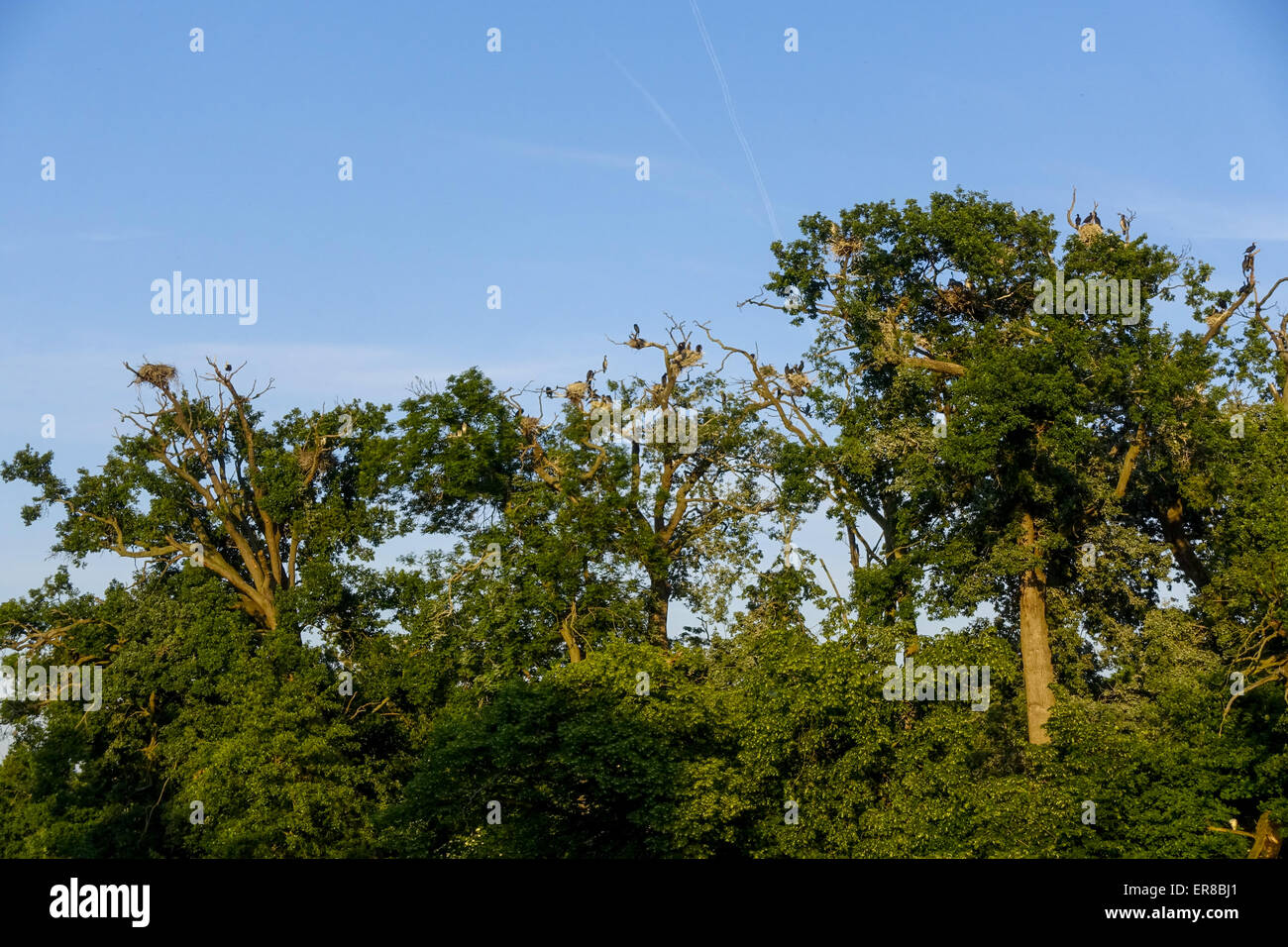 Vogelkolonie, Landschaftsgarten, UNESCO Weltkulturerbe, Lednice, Kreis Breclav Südmähren, Tschechien Foto Stock
