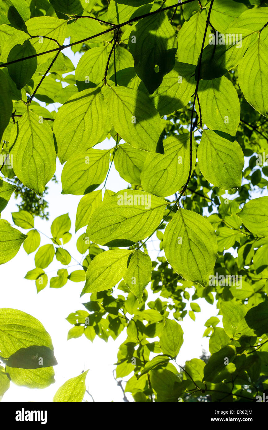 Hartriegel (Cornus), Landschaftsgarten, UNESCO Weltkulturerbe, Lednice, Kreis Breclav Südmähren, Tschechien Foto Stock